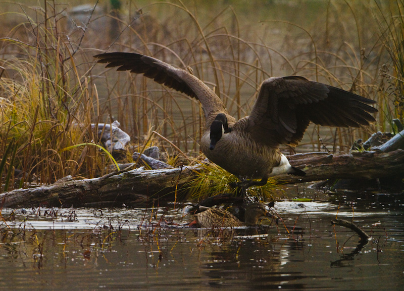 Canadian Goose